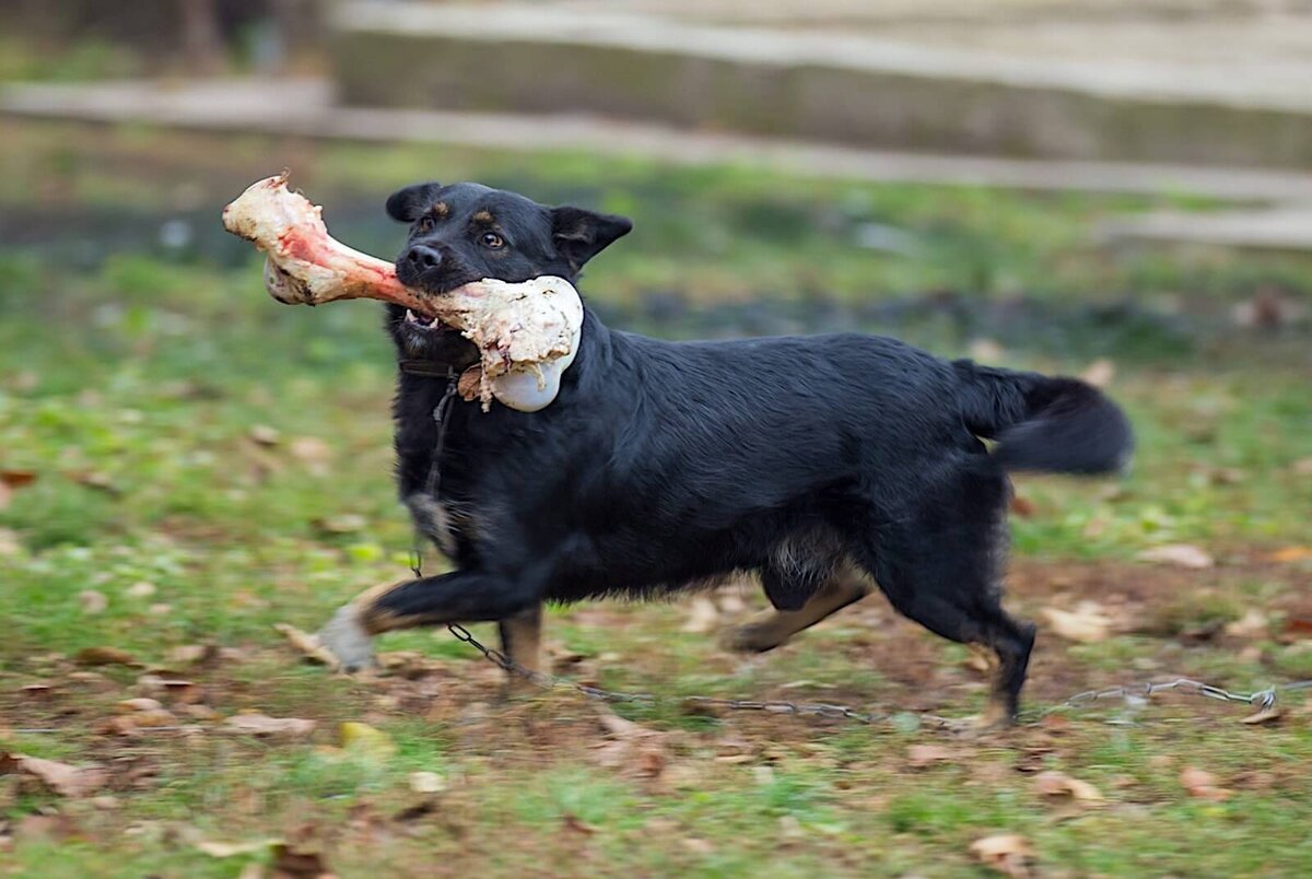 https://helpemup.com/wp-content/uploads/2017/05/dogbone-e1512420961365.jpg