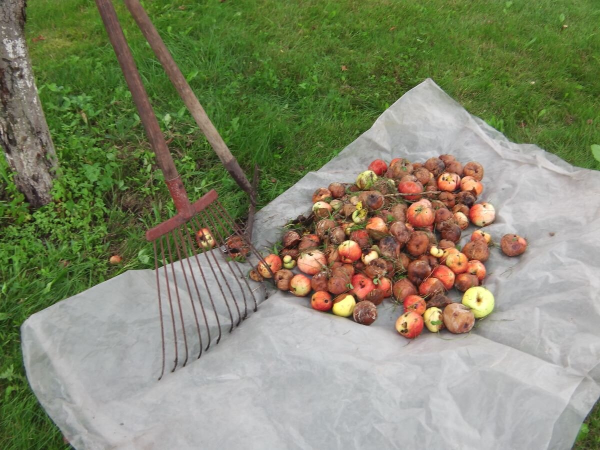Уборка падалицы граблями. Фото автора