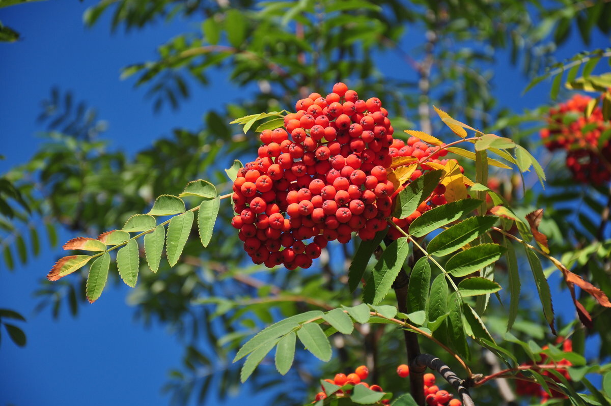 Рябиновая горечь помогает бороться с вредными бактериями. Фото: с сайта depositphotos.com