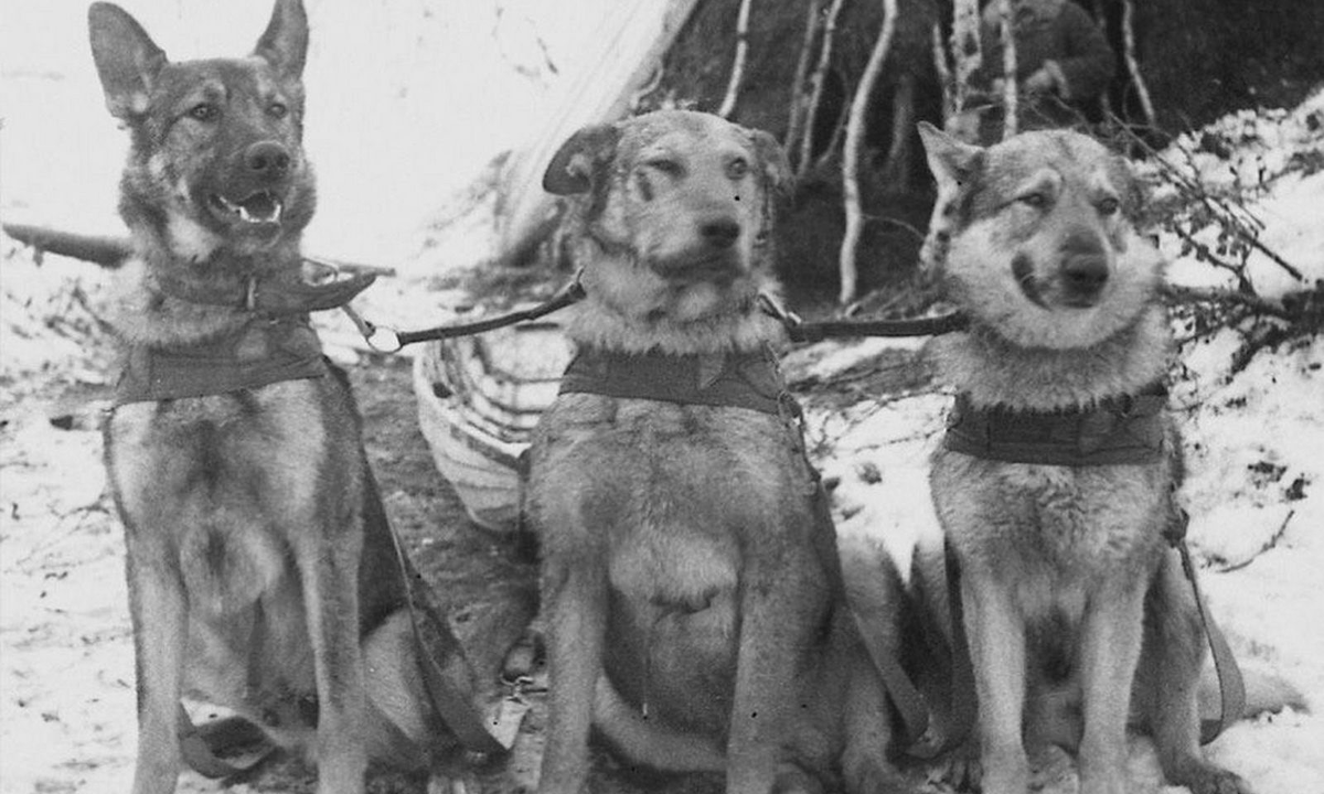 Собаки-санитары. ВОВ