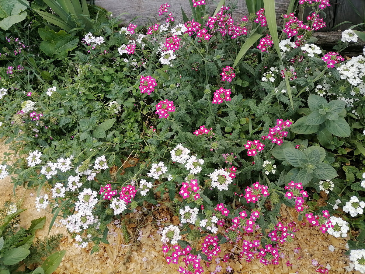 Вербена по караю цветника. Стебли обрамляют гладиолусы.