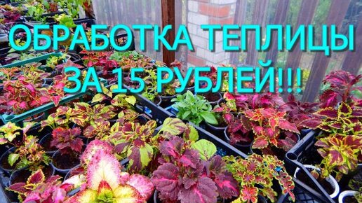 Шашка от белокрылки в теплице. Табачный дымокур для теплицы.