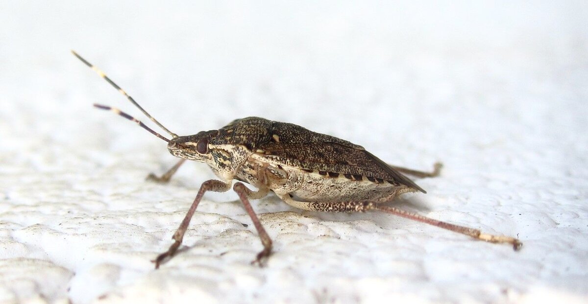 Коричнево-мраморного клопа Halyomorpha halys Stål. Фото: geradez.ru