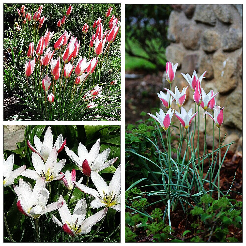 Леди Джейн - ботанический тюльпан без ежегодной выкопки