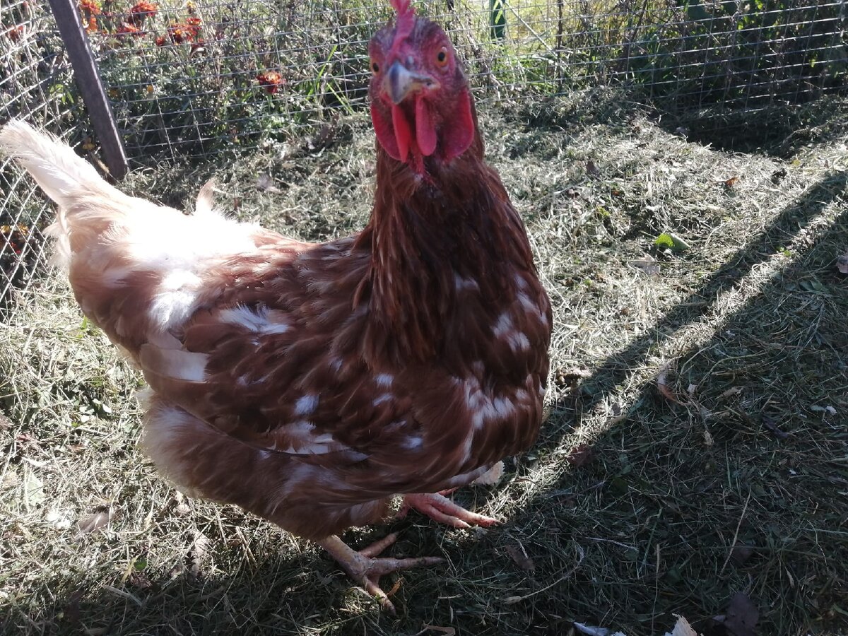 главная в нашем курятнике