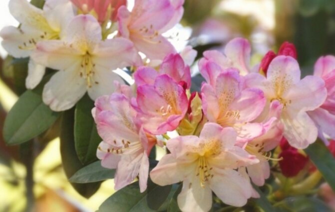 Рододендрон