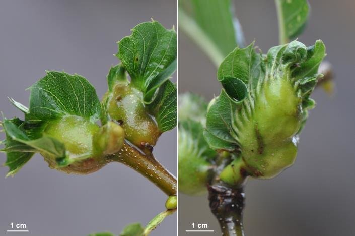 Фото: researchgate.net