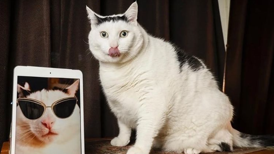 Фото https://www.instagram.com/benderchonkycat_official/