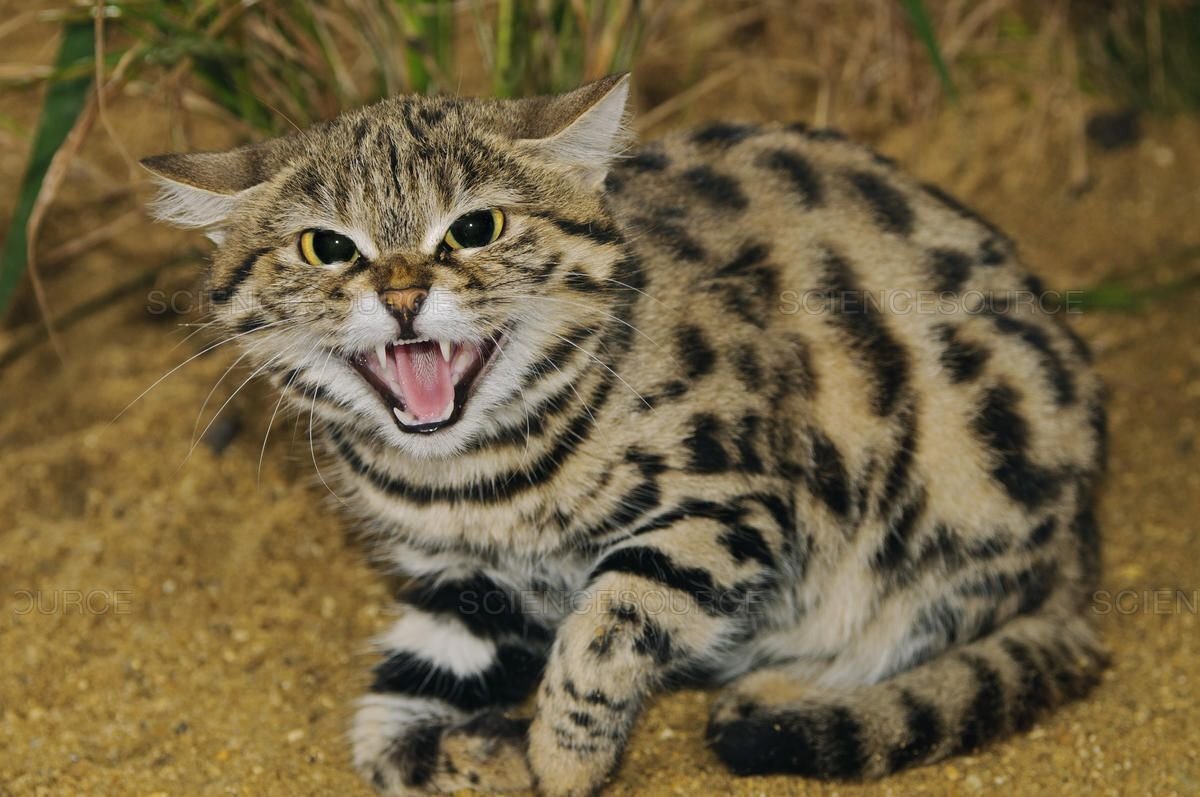 Это предок нашей домашней, городской кошки