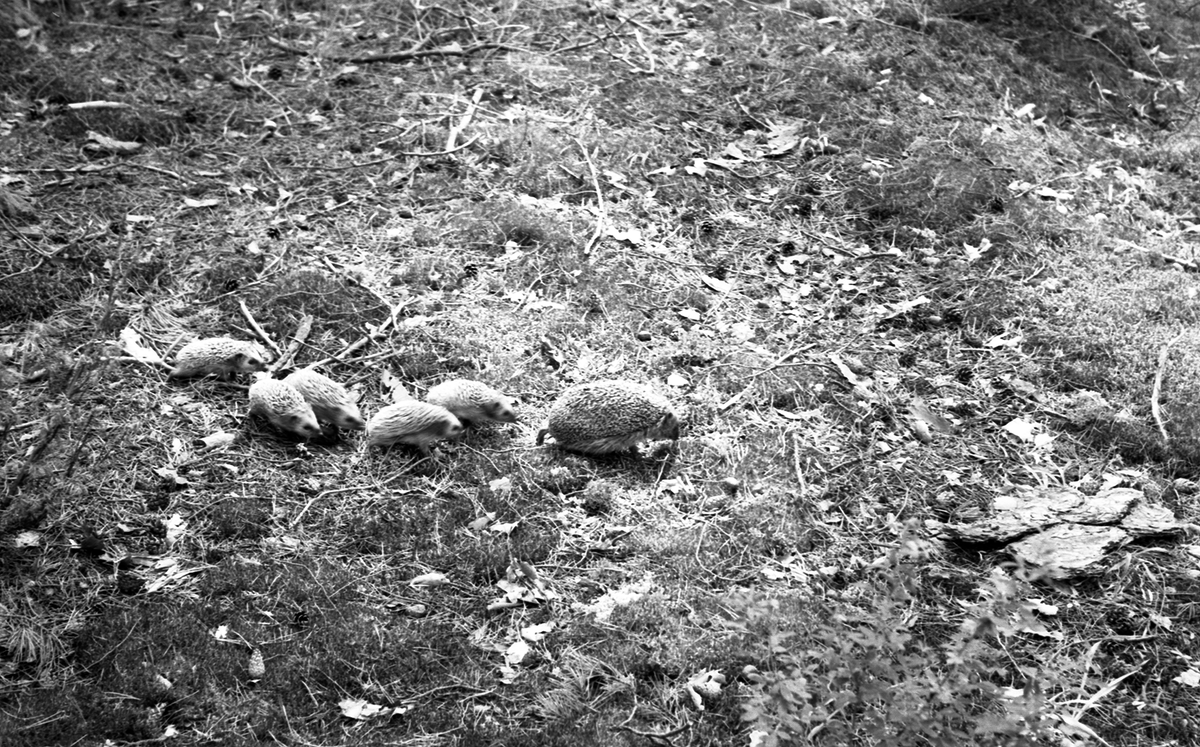 Зато сохранилось несколько четких фото ёжиков