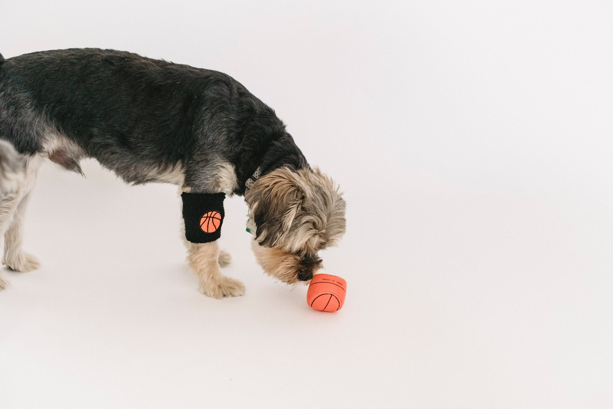 Развивающие игрушки для собак своими руками: подборка оригинальных идей