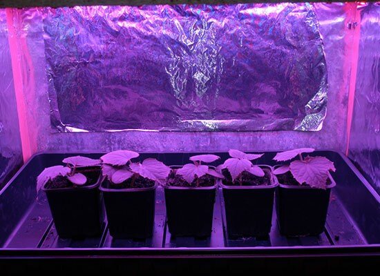 огурцы в гроубоксе