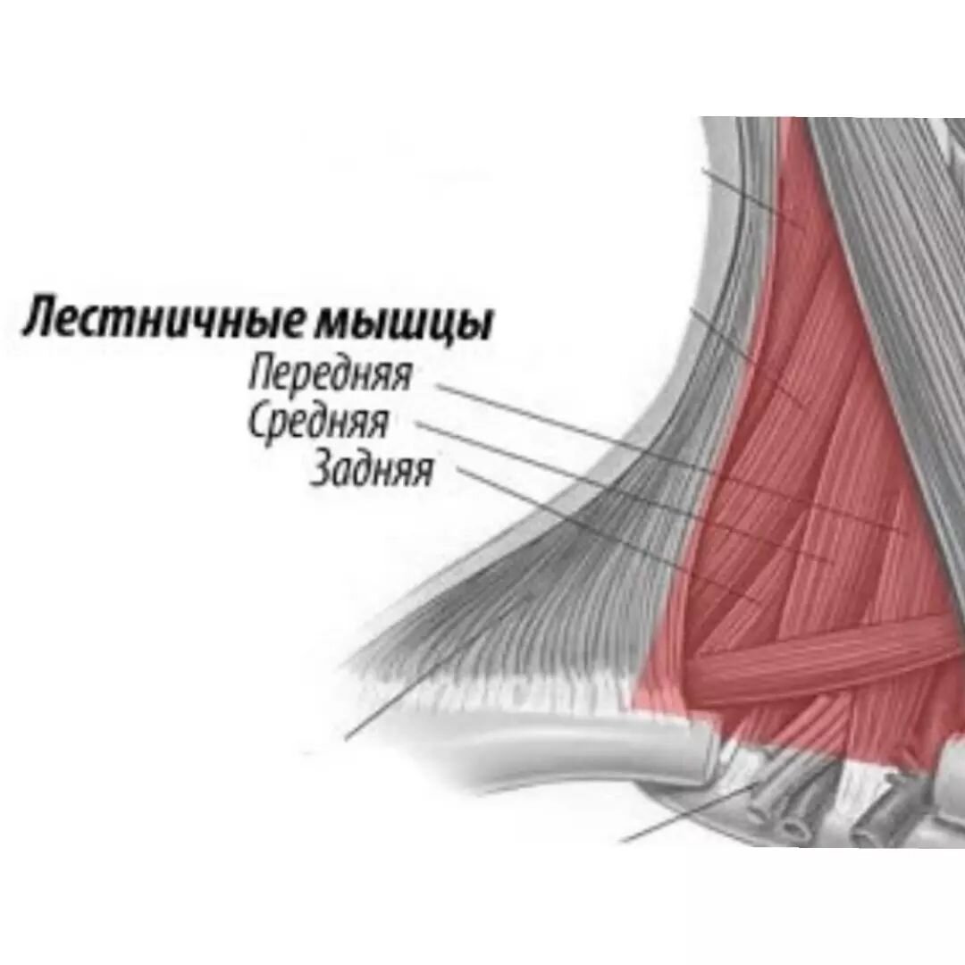 Узелок в мышце. Грудинно-Ключичная сосцевидная мышца. На мышце образовался узел.