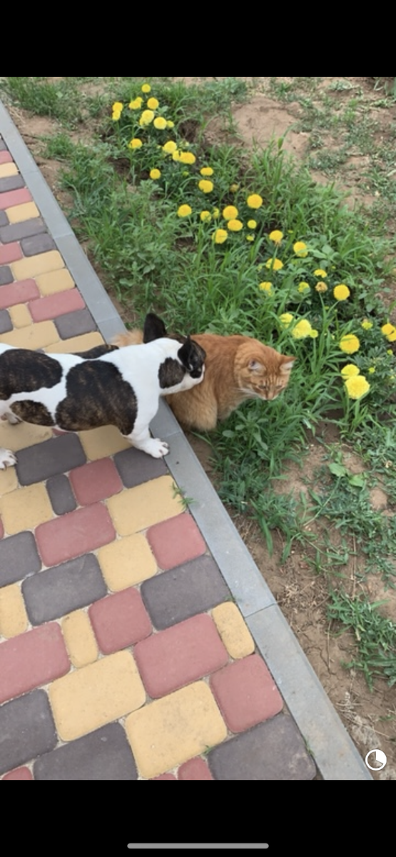 На даче ведут диалог о чем то своём ...