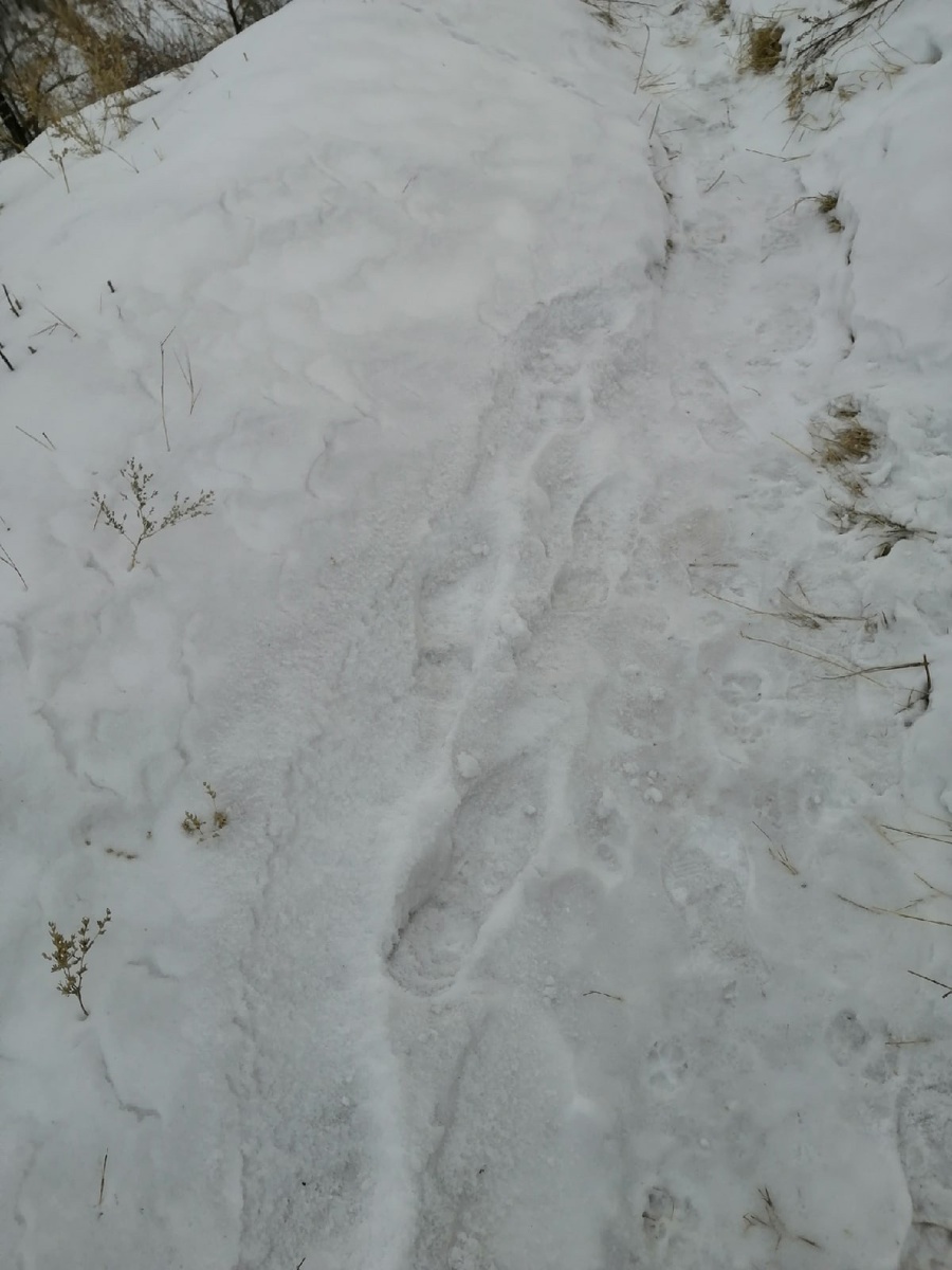 В этом году снег - явление довольно редкое у нас, так приятно прогуляться по свеженькому, похрустеть 