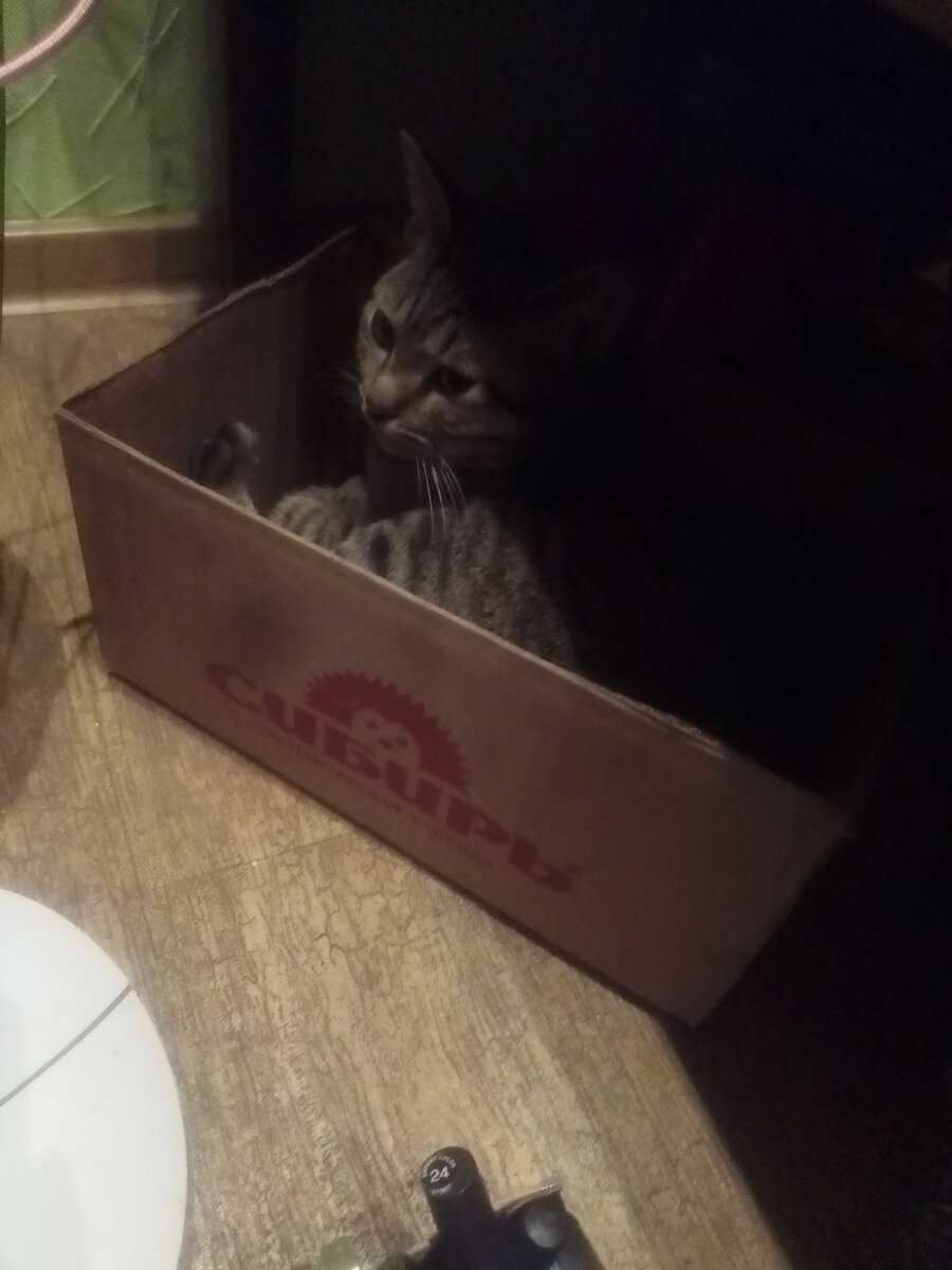 Покупатель просил Рысича оставить, но я Рысичу сразу сказала, что если не поедет с нами в колхоз, то почернеет.