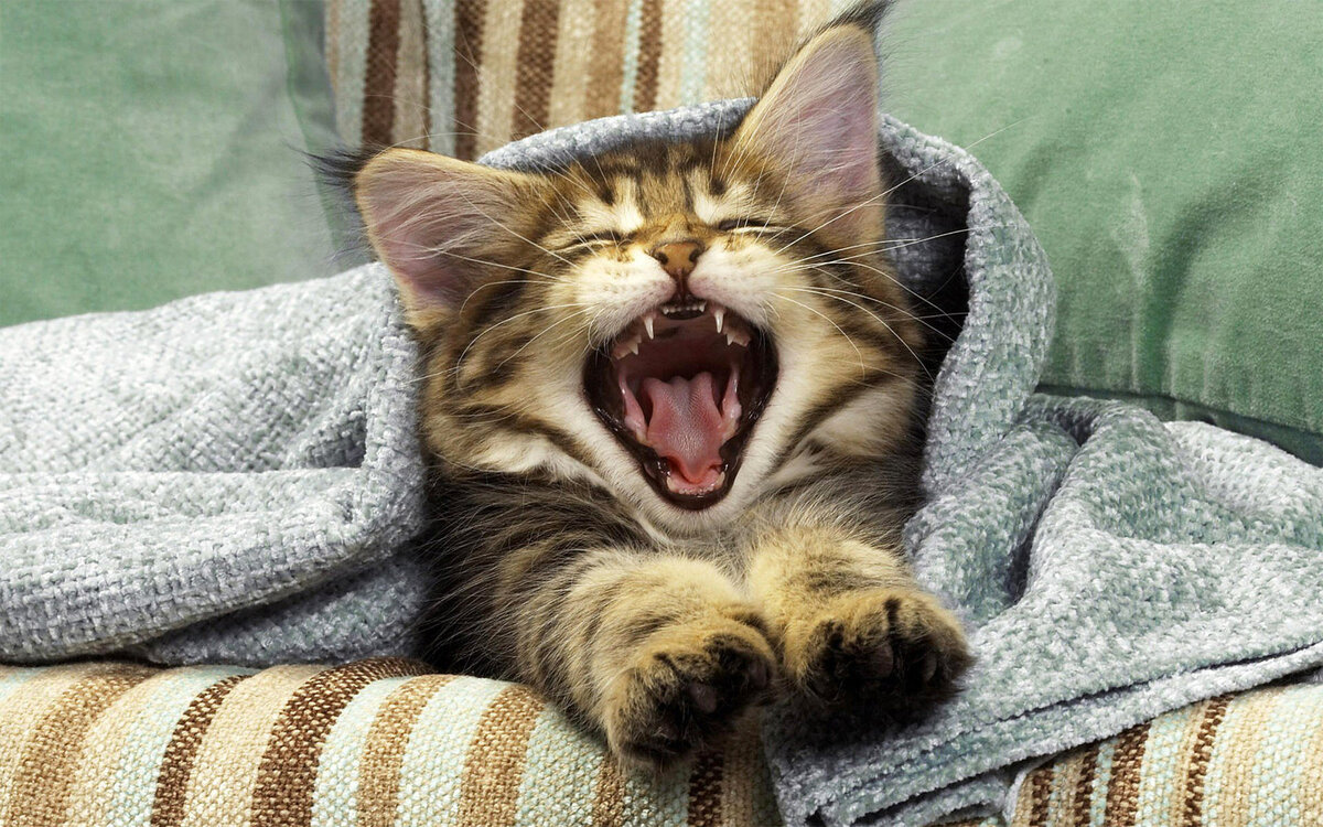 Почему кошка зевает, когда видит хозяина?