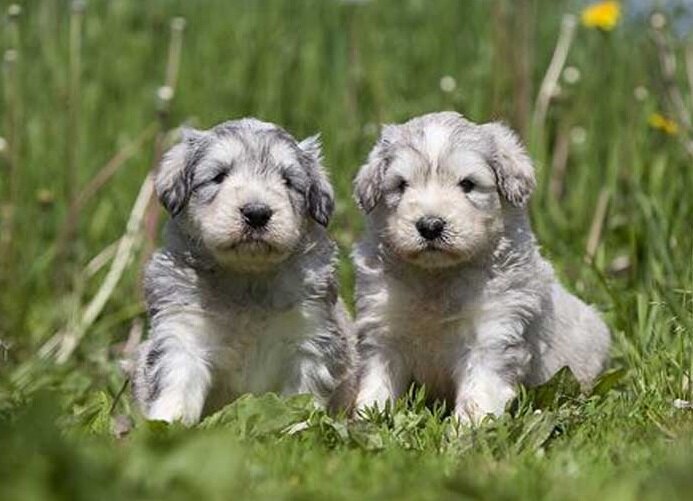 Щенки южнорусской овчарки (Фото: https://www.dogbreedslist.info/all-dog-breeds/south-russian-ovcharka.html)