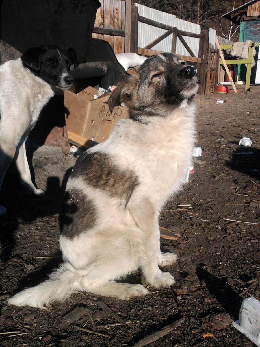 Хвост в Карлуке