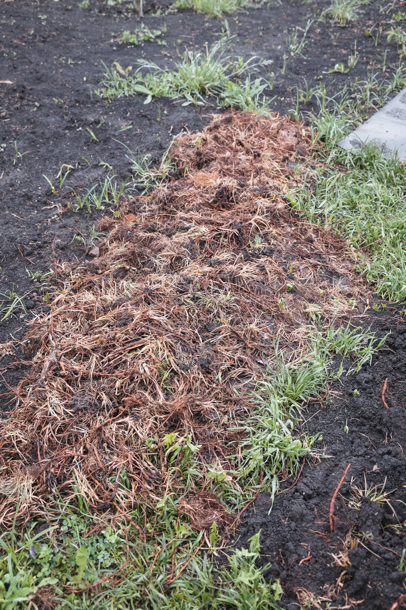 Представьте, все эти корни я накопала с одной грядочки, которую хотела сделать. А сколько осталось под землей.
