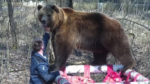 Прямая трансляция жизни бурого медведя Мансура