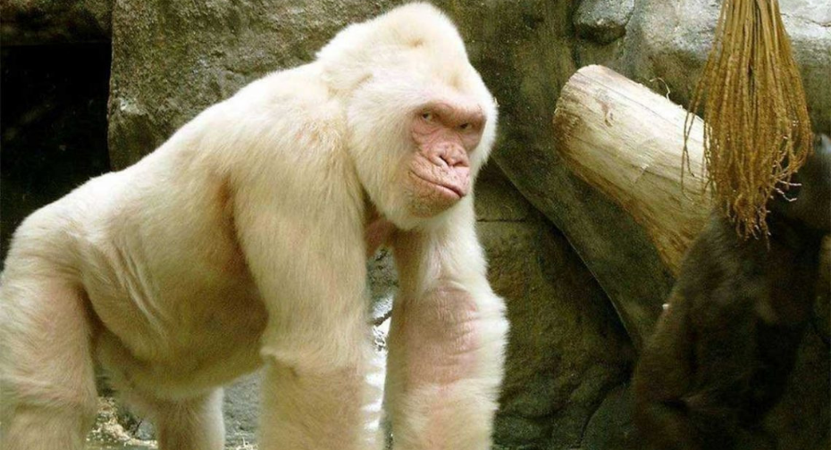 Снежок - единственная в мире горилла-альбинос. 24pixelnews.com 