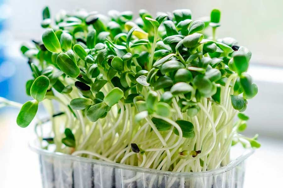 Кресс-салат – неприхотливое огородное растение, которое замечательно растет не только на грядке, но и дома.