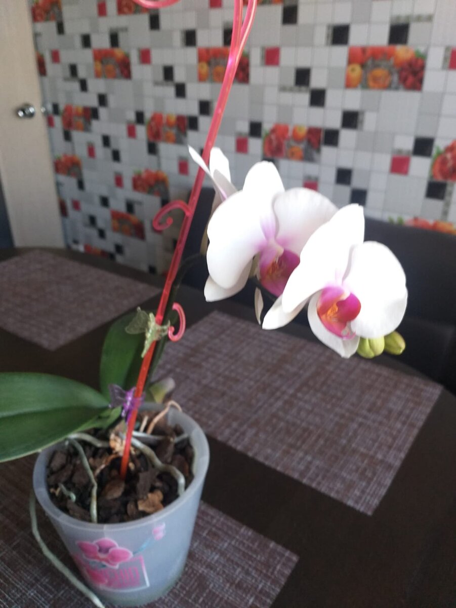 Расцвела еще одна орхидея