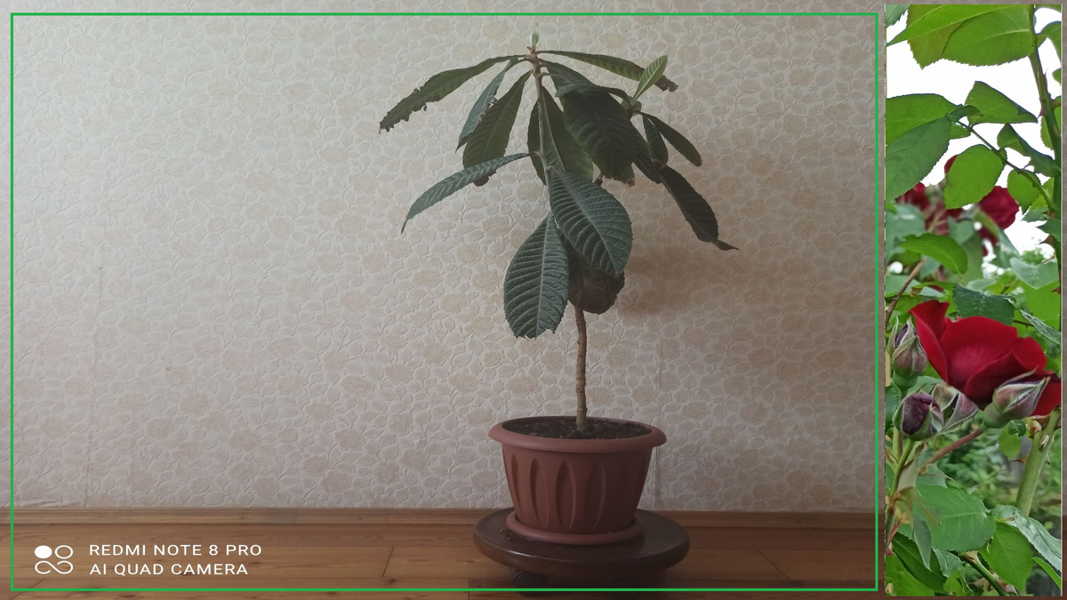 Вот такое дерево у меня. Названия не знаю. 