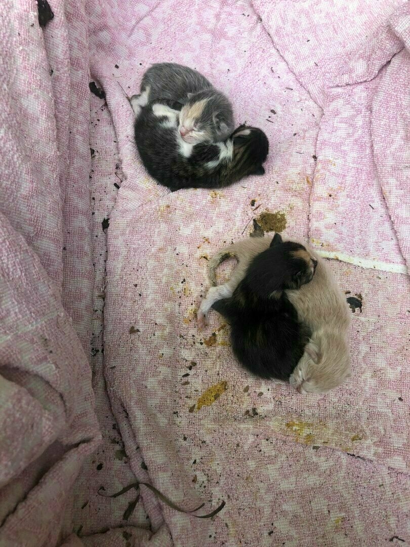 Малыши в коробке на улицы