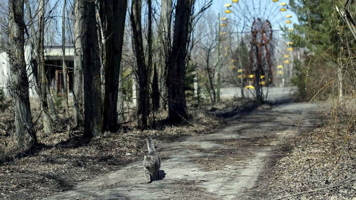 Чернобыльский кот в главной роли