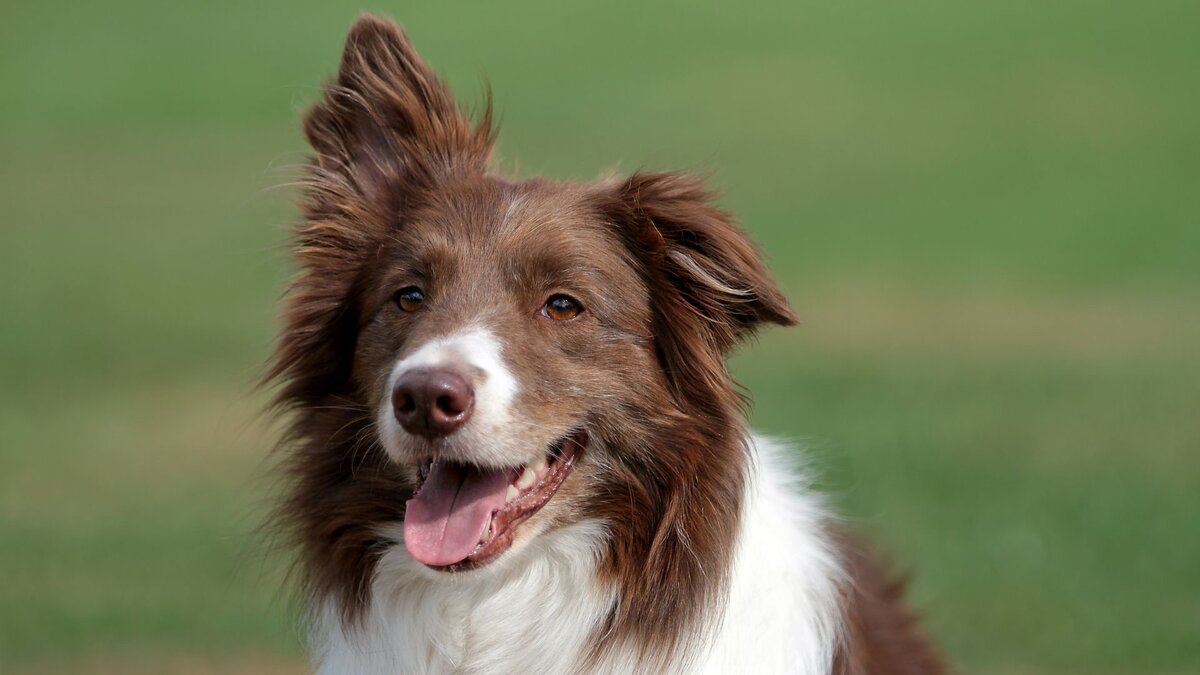 Бордер-колли – самая интеллектуальная порода собак в мире | Dog Breeds |  Дзен