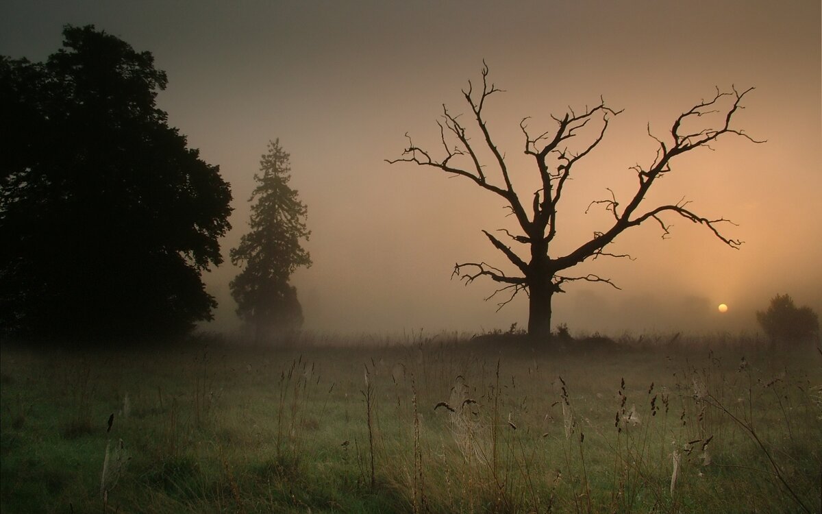 (изображение из открытых источников)