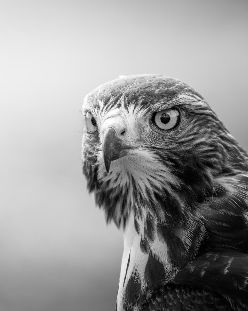 Сокол, символ системы Hawkvis (Хоквиж)
