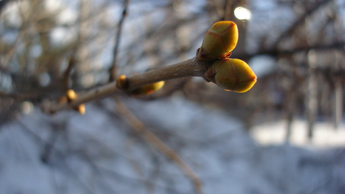 Почки сирени