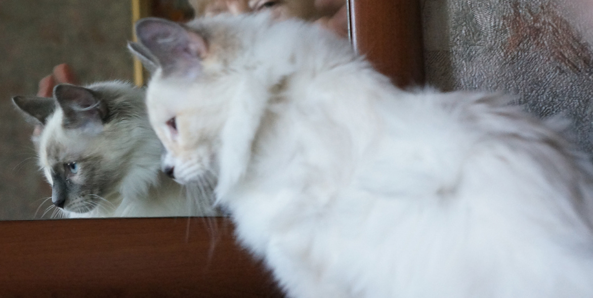 А что, я такая как в этом большом стекле?