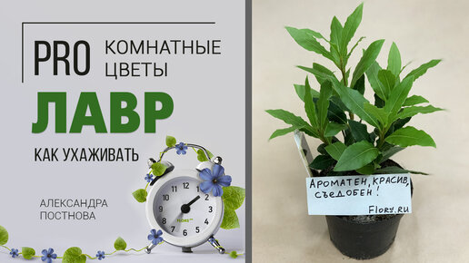 Комнатное растение Лавр благородный | Как вырастить дома лаврушку и на что обратить внимание