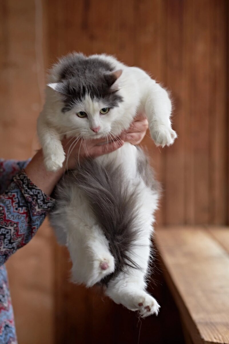 Кошка жила на улице. Выживала, как могла. Сначала на 4х лапках. Потом осталось только три. Несмотря на инвалидность, при которой кошка не может охотиться, она не сразу попала даже в приют. 