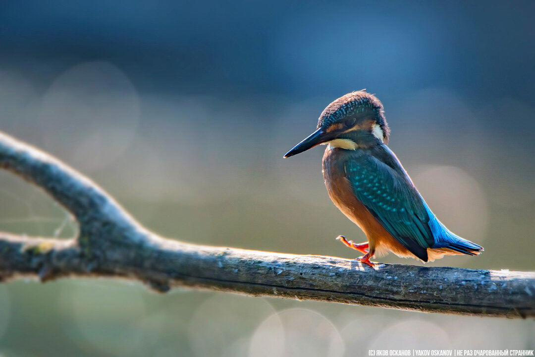 Это такой типа я. Размышляю, рассхаживая по комнате