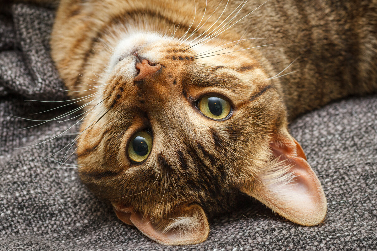 Фото: Adobe Stock 