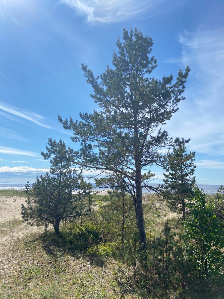 Побережье Белого моря на острове Ягры | Личное фото