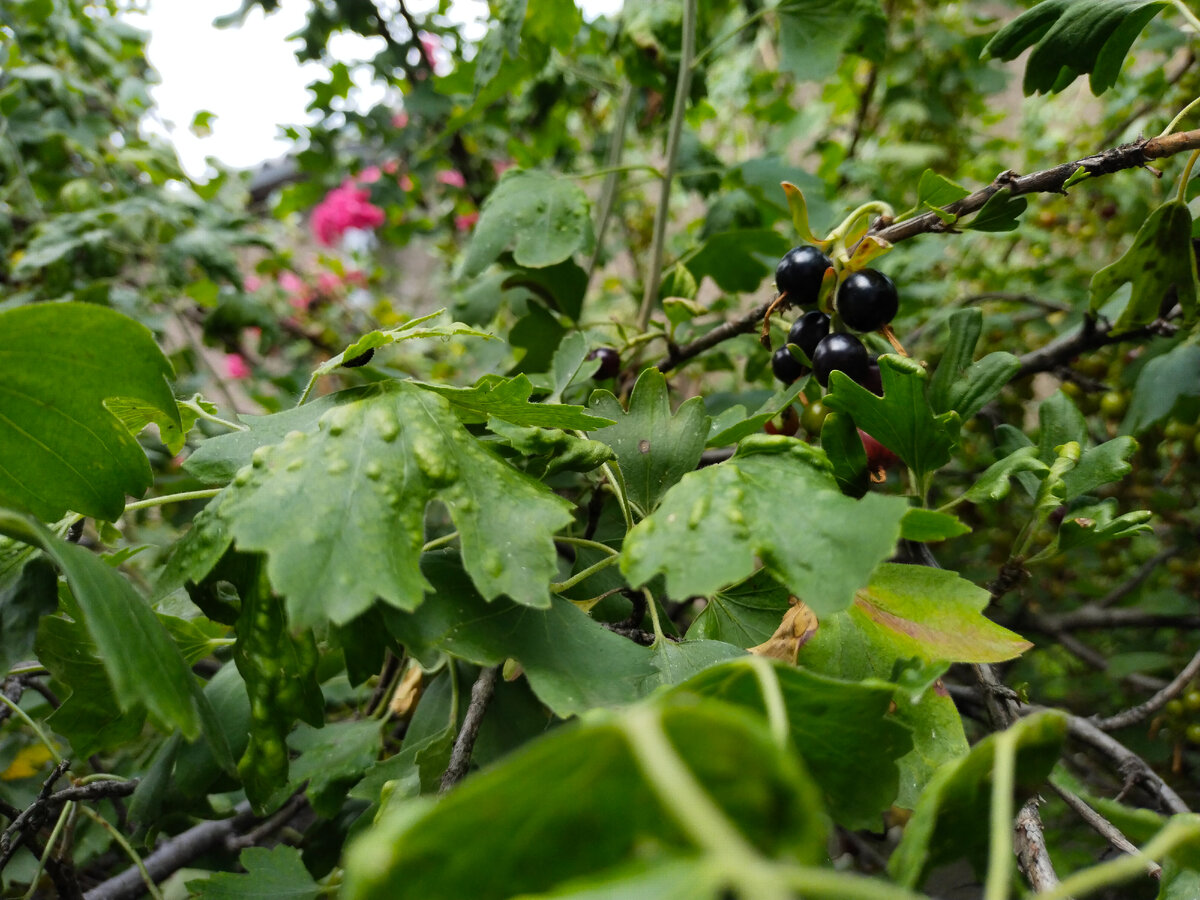 Вот и на смородине что-то завелось! Фото автора канала