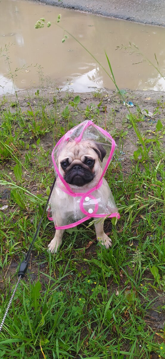 Наш мопсик Юма