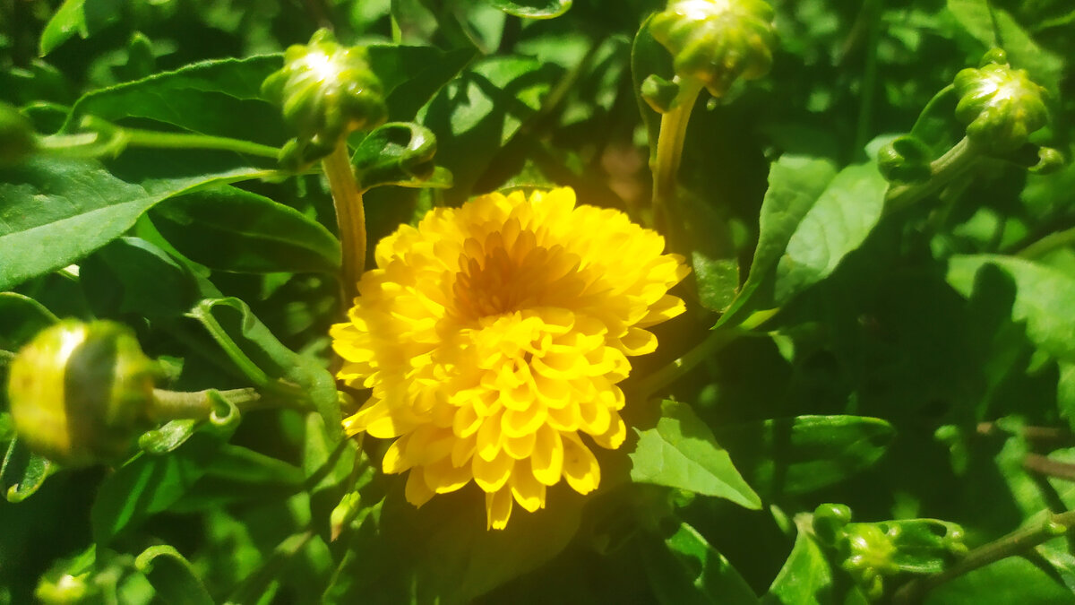 а у меня цвести начинает хризантема