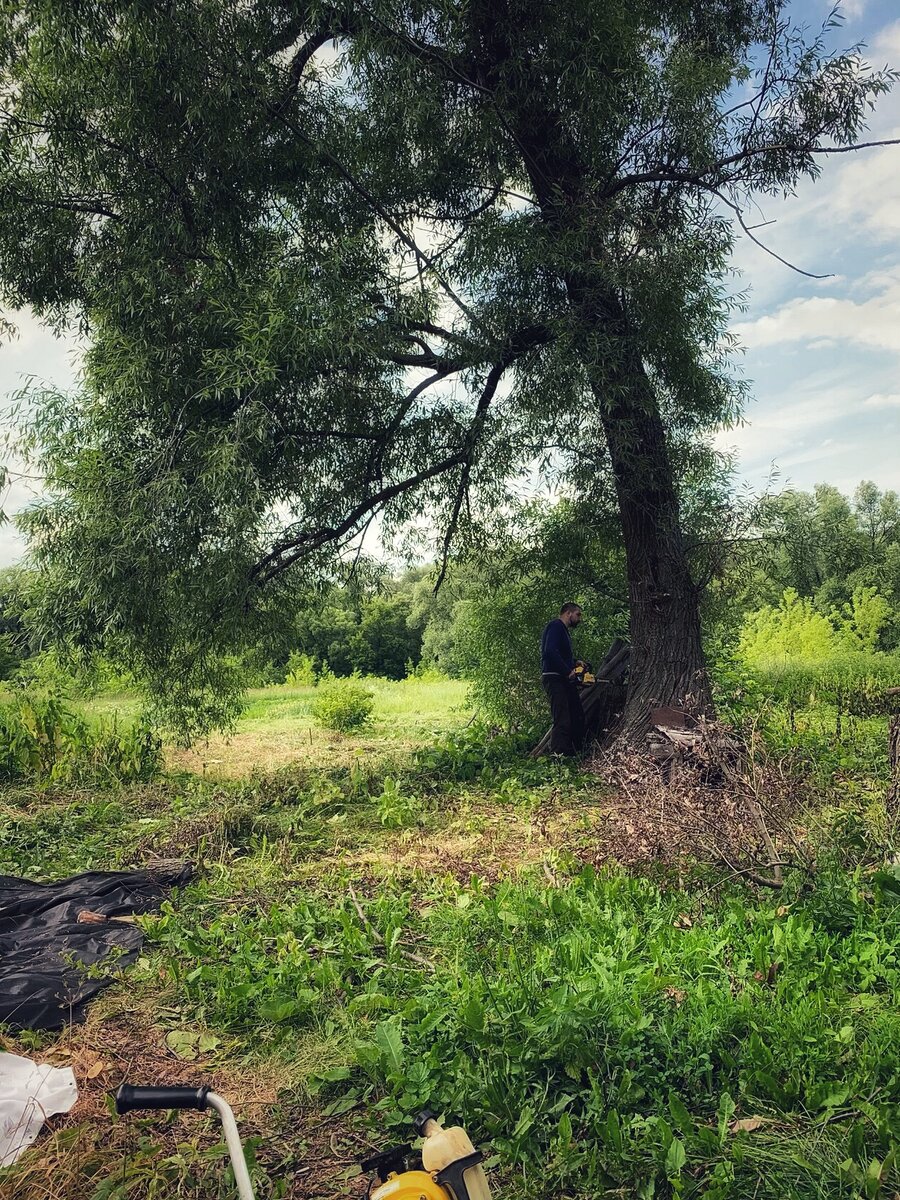 Ива белая или в народе - ветла. Красивое, но неустойчивое дерево. 
