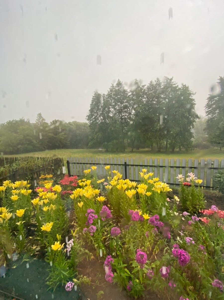 Мой палисадник и болото, а дальше пелена стоит