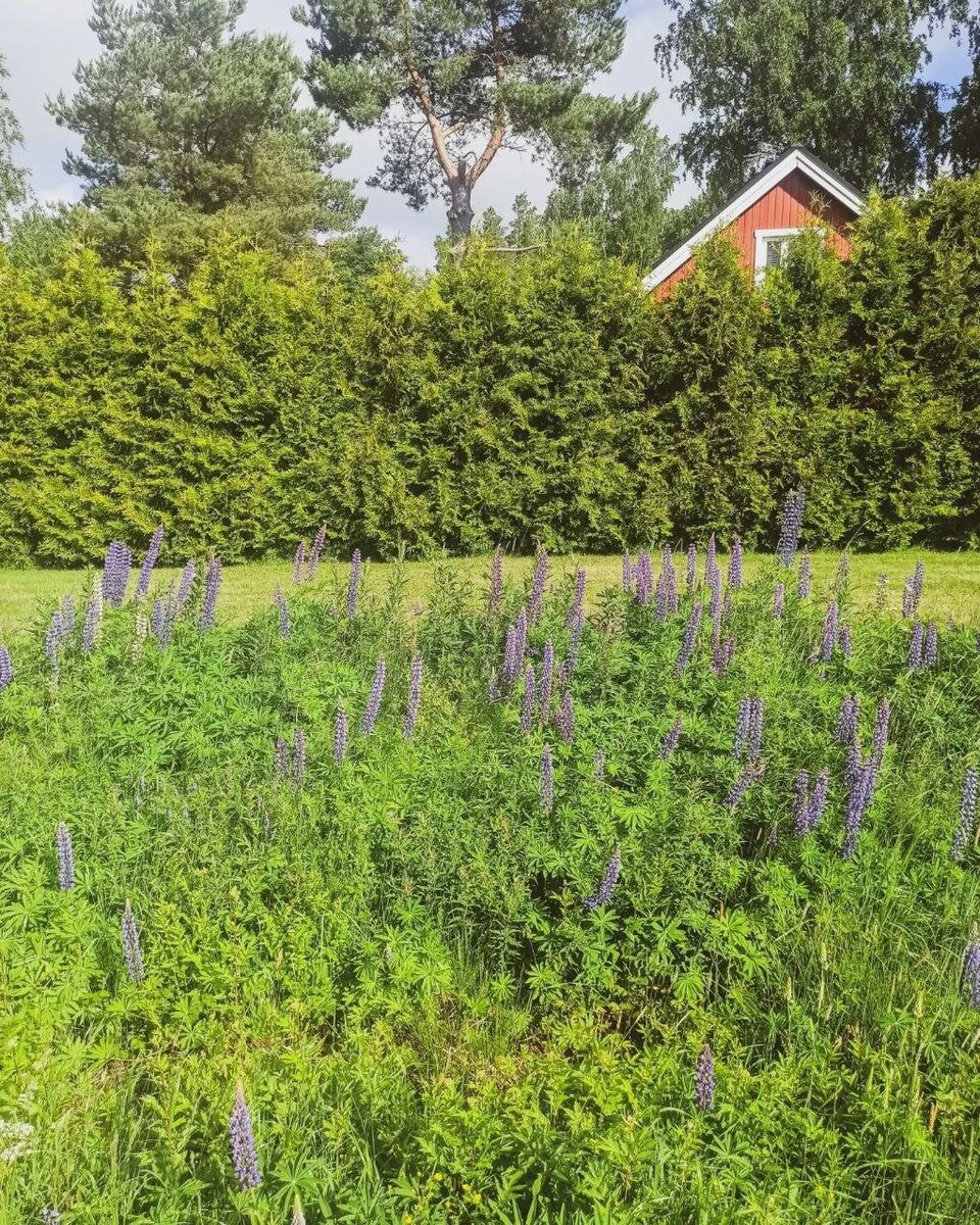 Финское клубничное «рабство»: как я решилась поехать на сбор клубники в ...