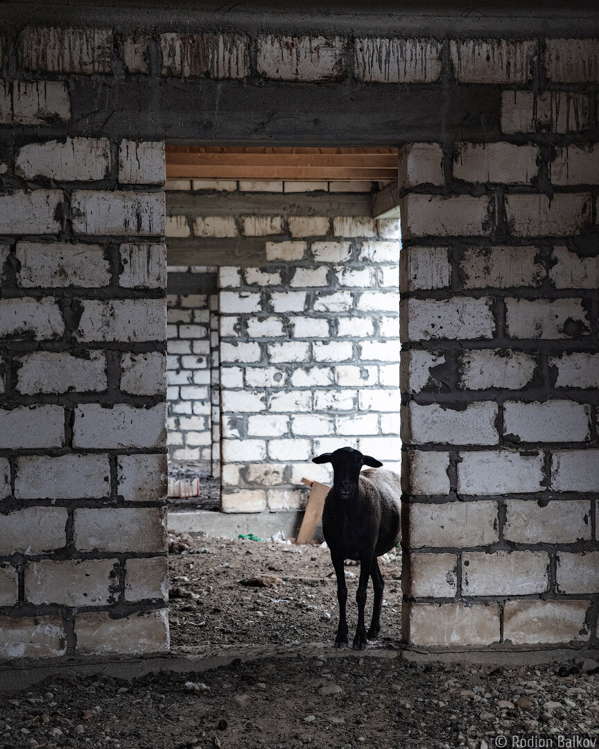 Овца в недостроенной конюшне