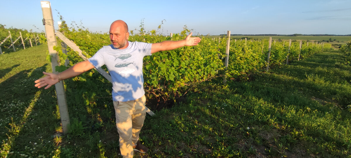 7 вопросов о том, как выращивать виноград в Татарстане в промышленныхмасштабах