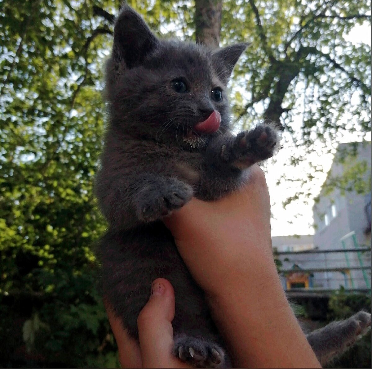 Добрые руки не позволят обижать маленьких!